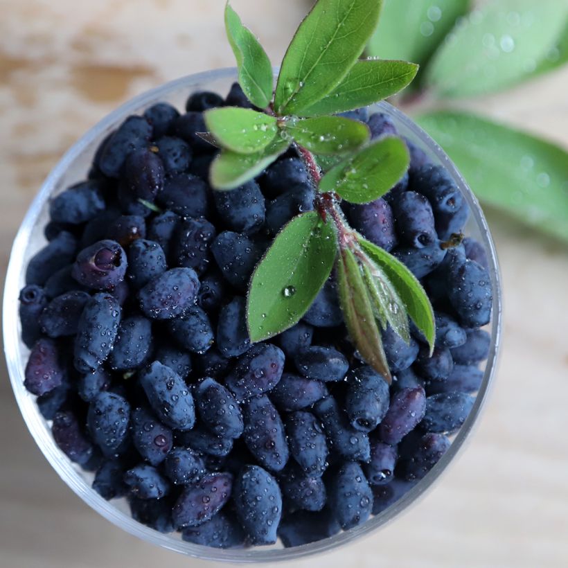 Lonicera caerulea var. kamtschatica Blue Velvet - May Berry (Harvest)