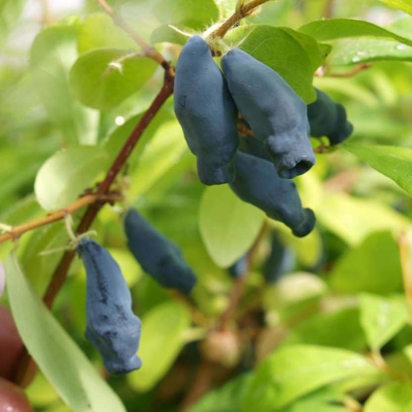 Lonicera kamtschatica Eisbär - Honeyberry (Harvest)