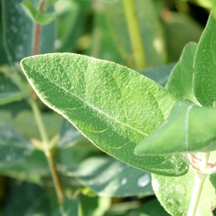 Lonicera kamtschatica Kalinka - Honeyberry (Foliage)