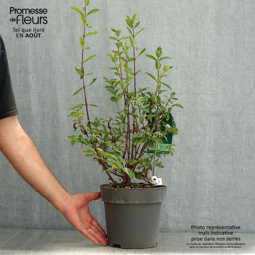 Lonicera kamtschatica Kalinka - Honeyberry 1.5L/2L pot sample as delivered in summer