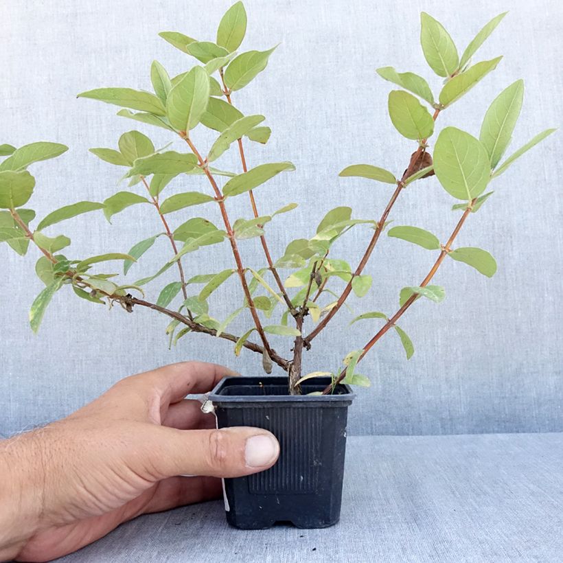 Lonicera caerulea var. kamtschatica Kiev - Honeyberry 8/9 cm pot, Bush sample as delivered in summer