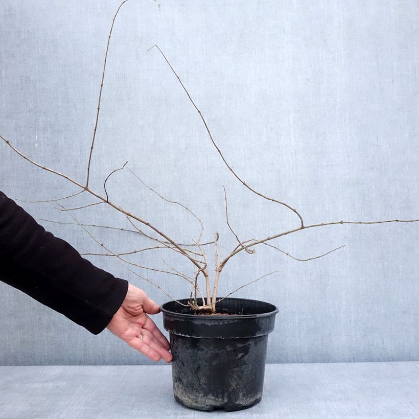 Lonicera maackii  4L/5L pot sample as delivered in winter