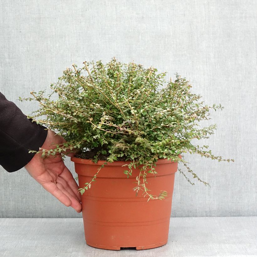 Lonicera nitida - Box Honeysuckle 3L/4L pot sample as delivered in winter