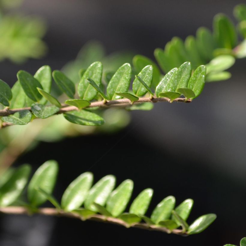 Lonicera nitida Elegant - Box Honeysuckle (Foliage)