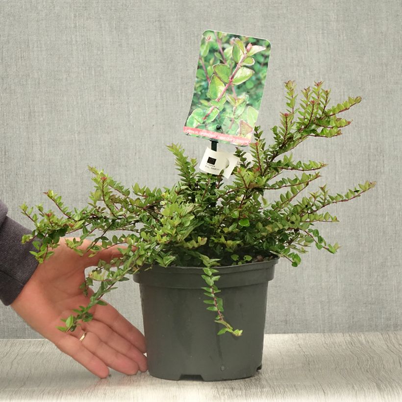 Lonicera nitida Garden Clouds Copper Glow - Box Honeysuckle 2L/3L pot sample as delivered in summer