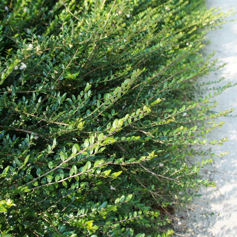 Lonicera nitida Hohenheimer Findling - Box Honeysuckle (Foliage)