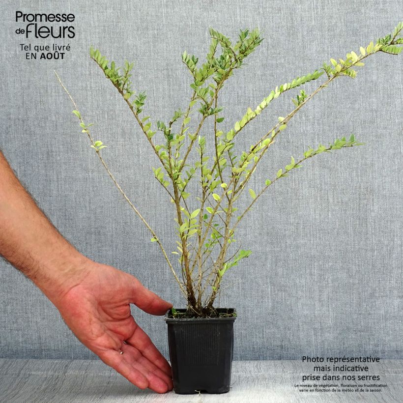 Lonicera nitida Hohenheimer Findling - Box Honeysuckle 8/9 cm pot sample as delivered in summer