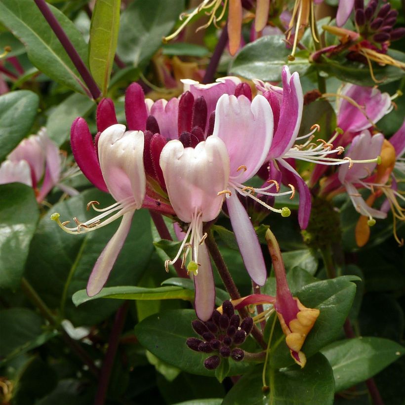 Lonicera periclymenum Serotina (Flowering)