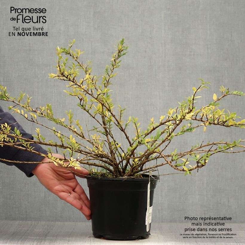 Lonicera pileata - Box Honeysuckle 2L/3L pot sample as delivered in autumn