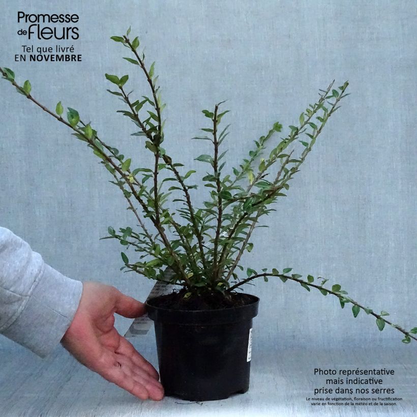 Lonicera pileata Mossgreen - Box Honeysuckle 1L/1.5L pot sample as delivered in autumn