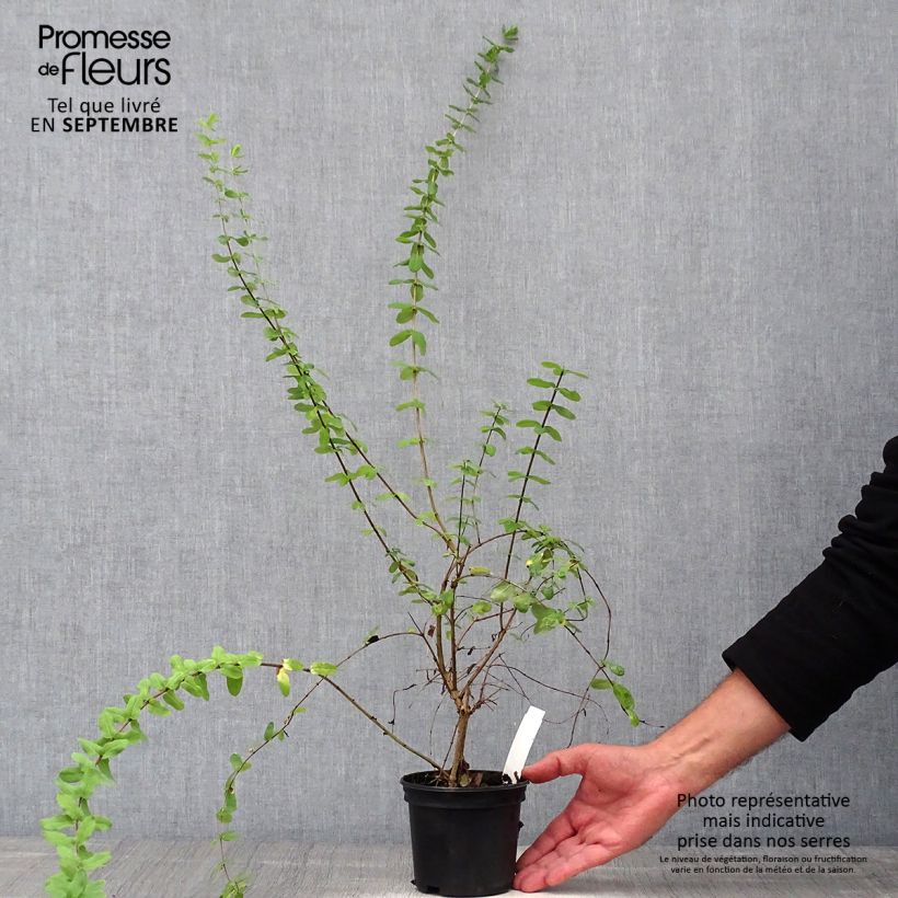 Lonicera syringantha - Lilac flowered Honeysuckle 1L/1.5L pot sample as delivered in autumn