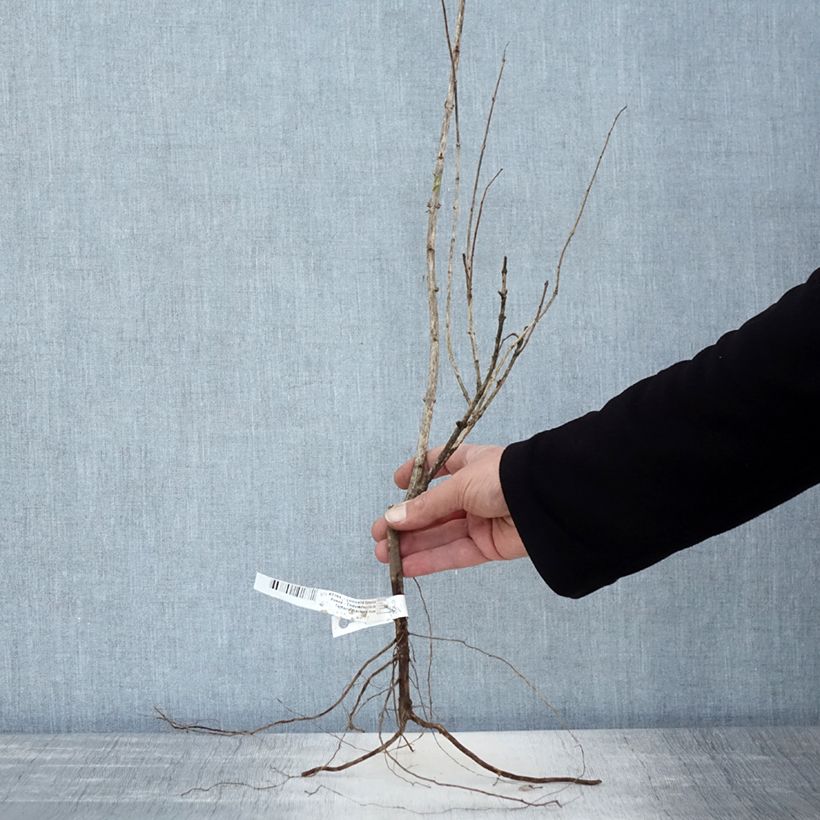 Lonicera tatarica Rosea - Tatarian Honeysuckle Bare root sample as delivered in winter