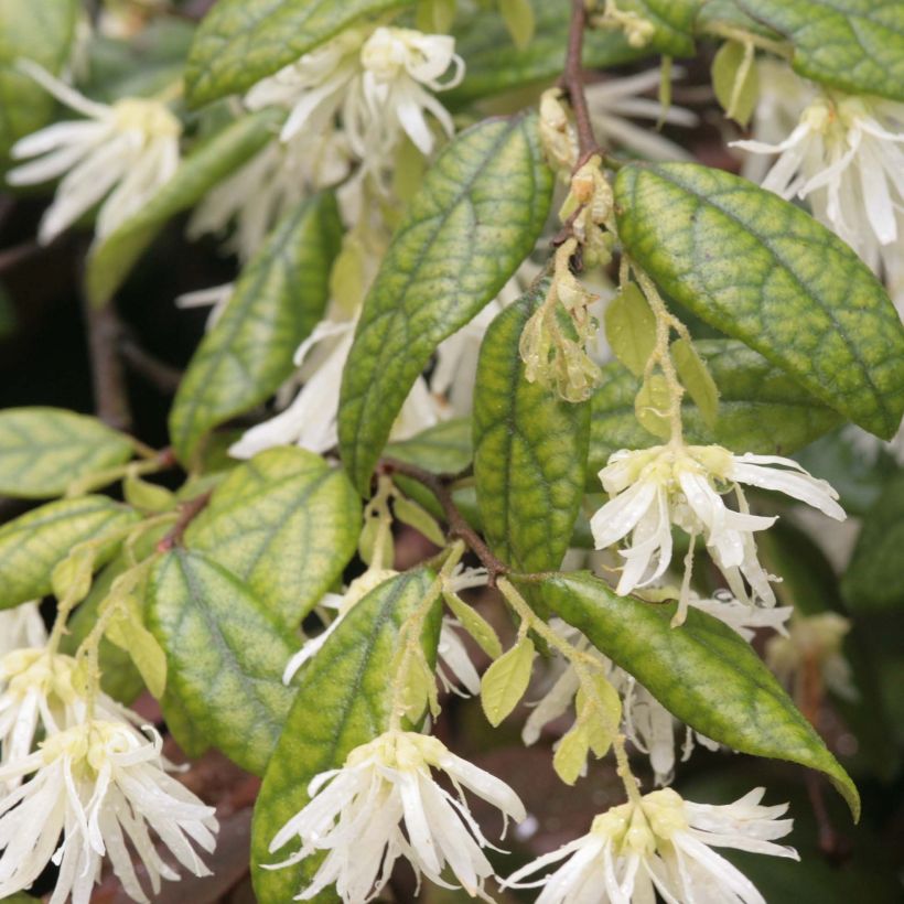 Loropetalum chinense (Foliage)