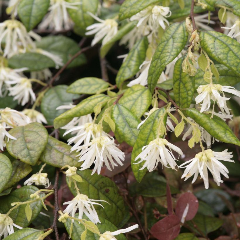 Loropetalum chinense (Flowering)