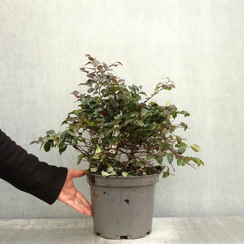 Loropetalum chinense var. rubrum Ever Red - Chinese Witch Hazel 7.5L/10L pot sample as delivered in autumn