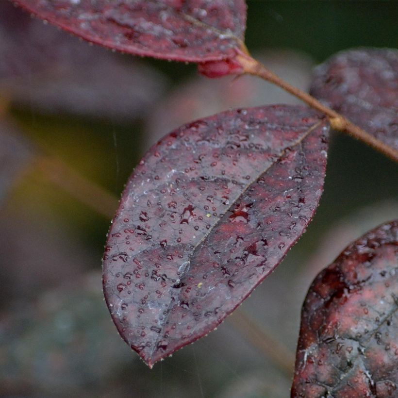 Loropetalum chinense var. rubrum Fire Dance - Chinese Witch Hazel (Foliage)