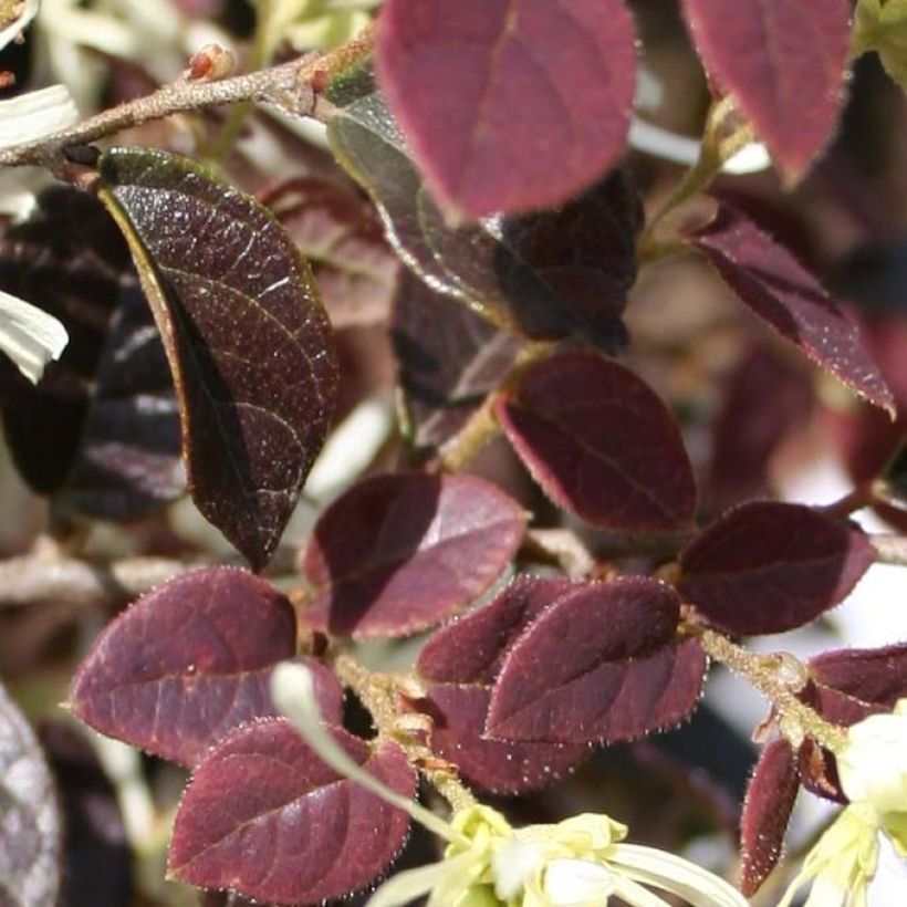 Loropetalum chinense var. rubrum Ruby Snow - Chinese Witch Hazel (Foliage)