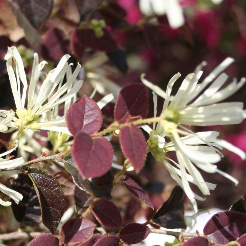 Loropetalum chinense var. rubrum Ruby Snow - Chinese Witch Hazel (Flowering)