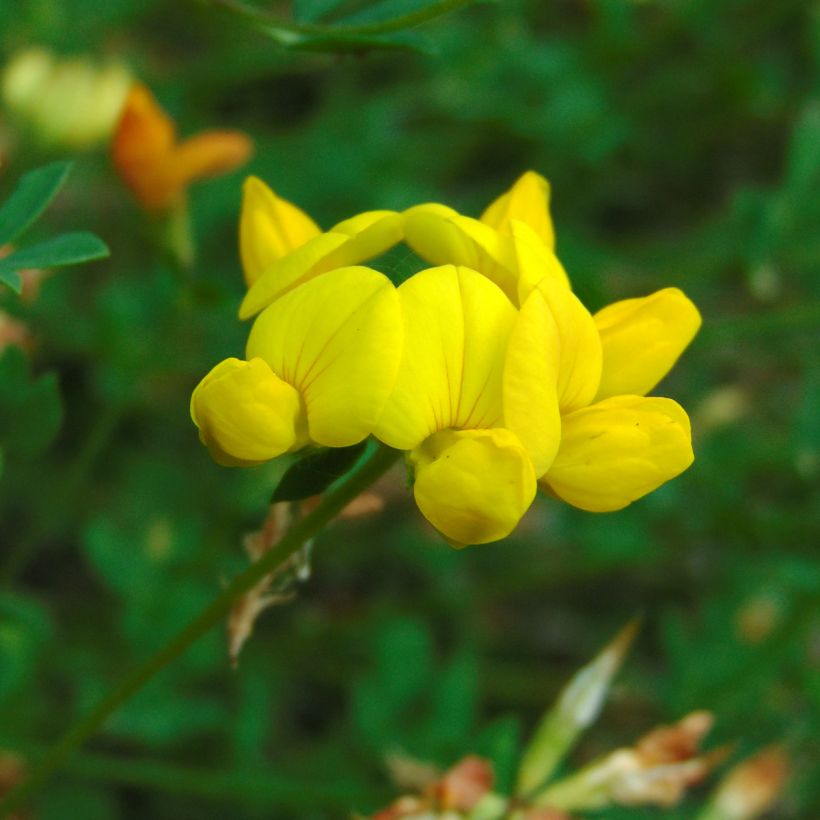 Lotus corniculatus  (Flowering)