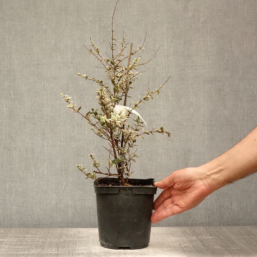 Luma apiculata Glanleam Gold 3L/4L pot sample as delivered in summer
