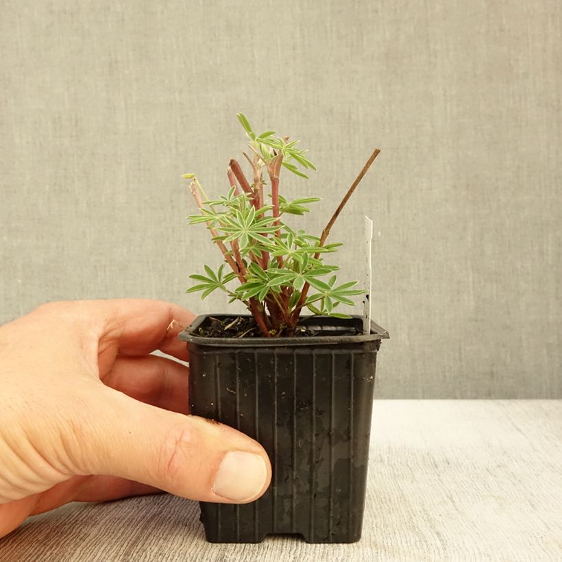 Lupinus arboreus 7/8 cm pot sample as delivered in autumn