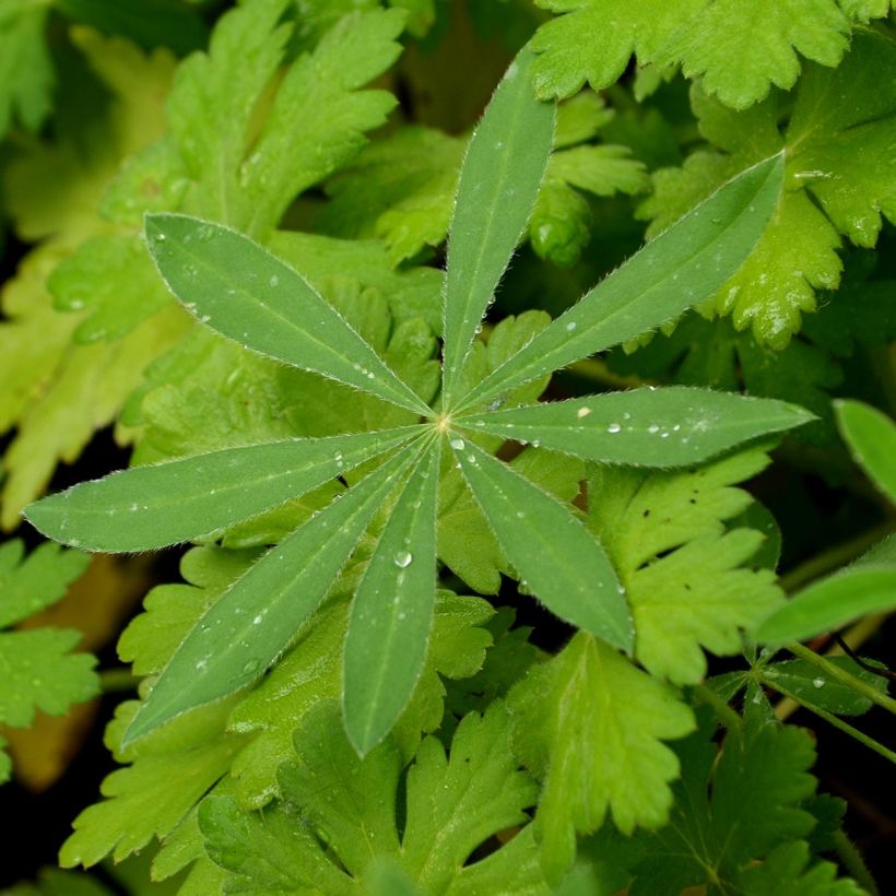 Lupinus Gallery Pink (Foliage)