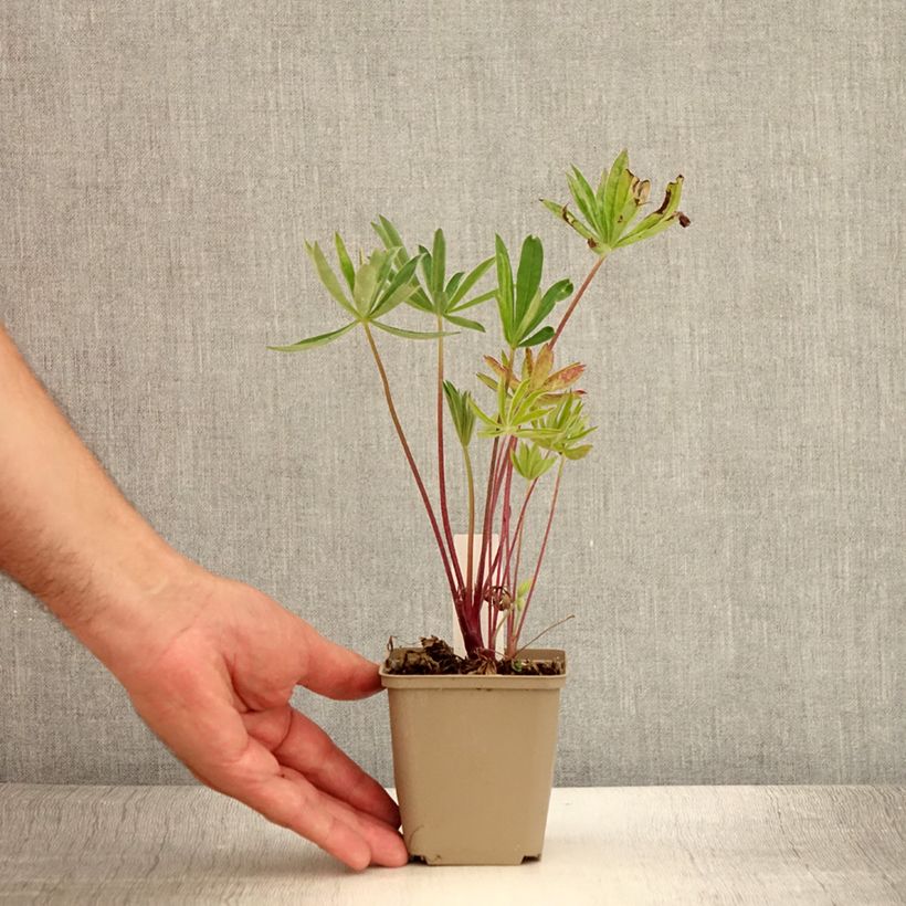 Lupinus Gallery Pink 8/9 cm pot sample as delivered in summer