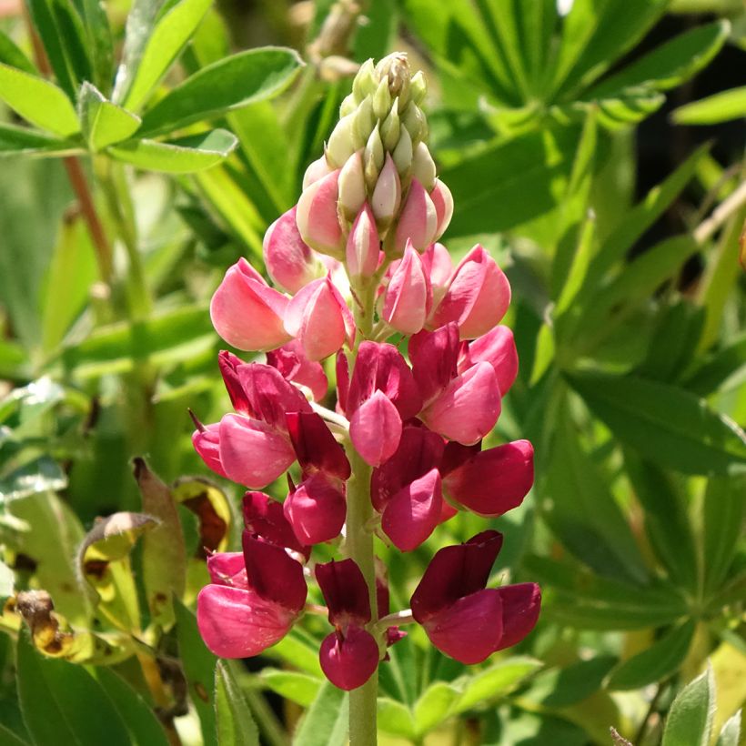 Lupinus Gallery Red (Flowering)