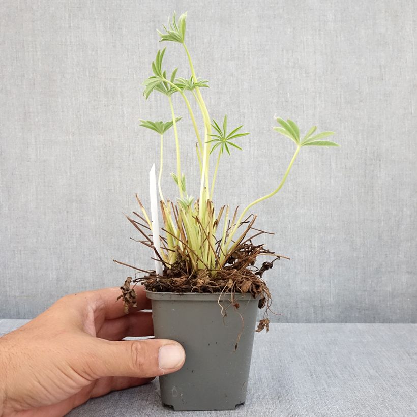 Lupinus Gallery White 8/9 cm pot sample as delivered in summer