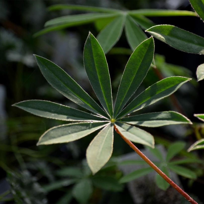 Lupinus polyphyllus The Chatelaine (Foliage)