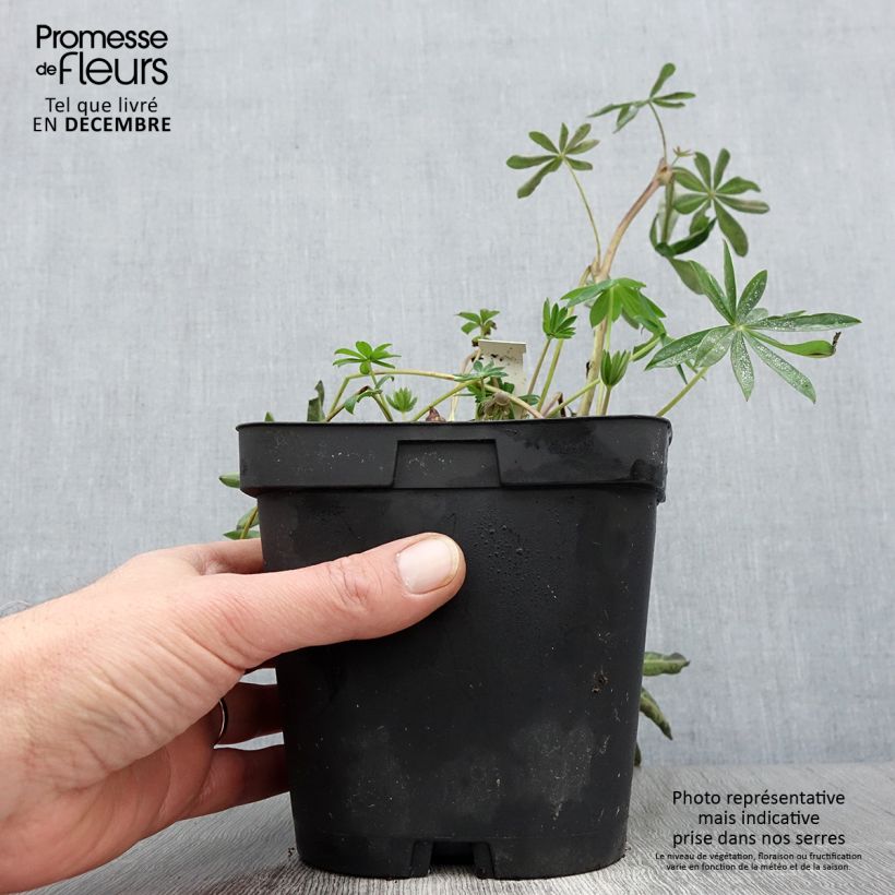 Lupinus polyphyllus My Castle 2L/3L pot sample as delivered in autumn