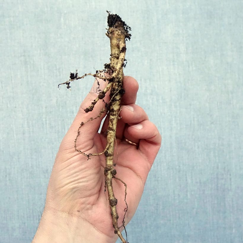 Lupinus polyphyllus My Castle Bare root sample as delivered in winter