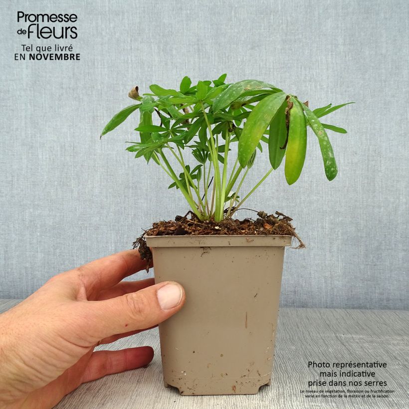 Lupinus polyphyllus West Country Terracotta 10cm/11cm pot sample as delivered in autumn