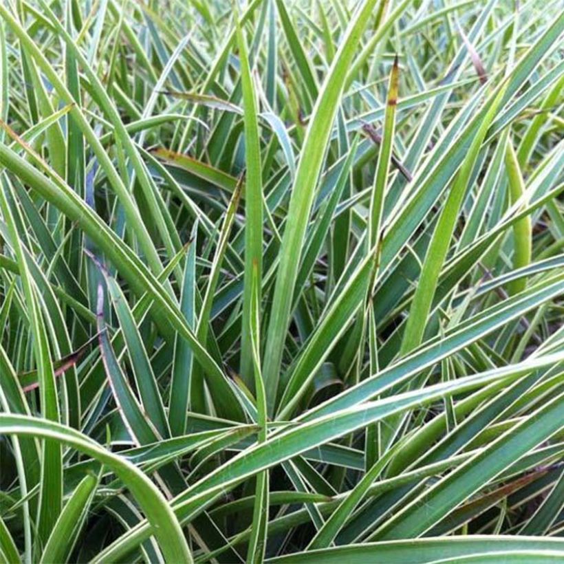 Luzula sylvatica Marginata (Flowering)