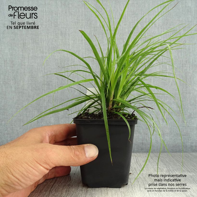 Luzula nivea 8/9 cm pot sample as delivered in summer