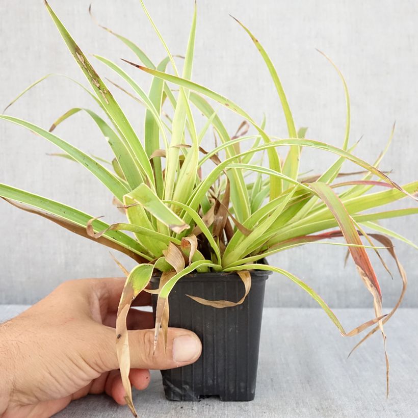 Luzula sylvatica Marginata 8/9 cm pot sample as delivered in summer