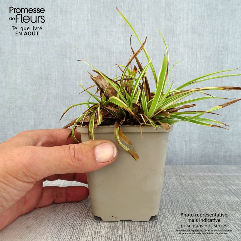 Luzula sylvatica Surprise 8/9 cm pot sample as delivered in summer