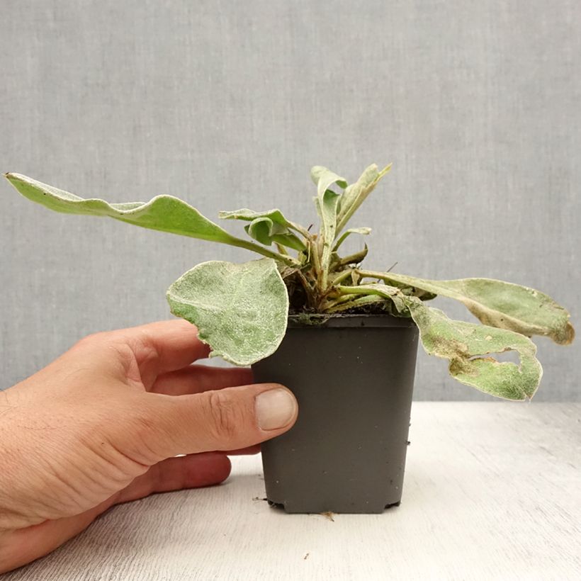 Lychnis coronaria Alba 8/9 cm pot sample as delivered in summer