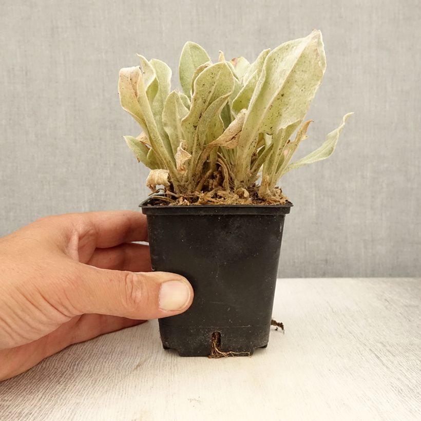 Lychnis coronaria Atrosanguinea 8/9 cm pot sample as delivered in summer