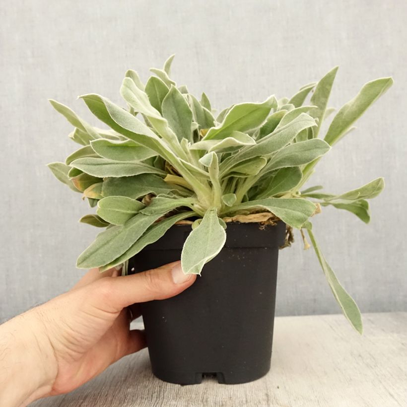 Lychnis coronaria - Coquelourde des Jardins Pot de 2L/3L sample as delivered in spring