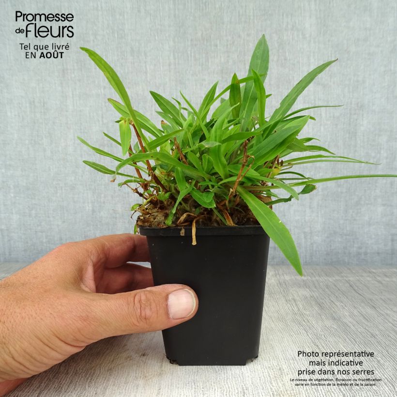 Lychnis flos-cuculi Petit Henri 8/9 cm pot sample as delivered in summer