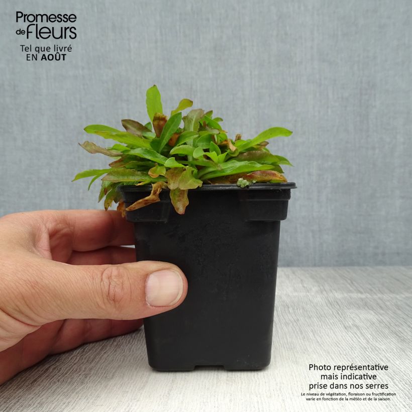 Lychnis flos-cuculi White Robin 7/8 cm pot sample as delivered in summer