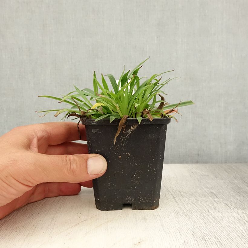 Lychnis viscaria Splendens 8/9 cm pot sample as delivered in summer