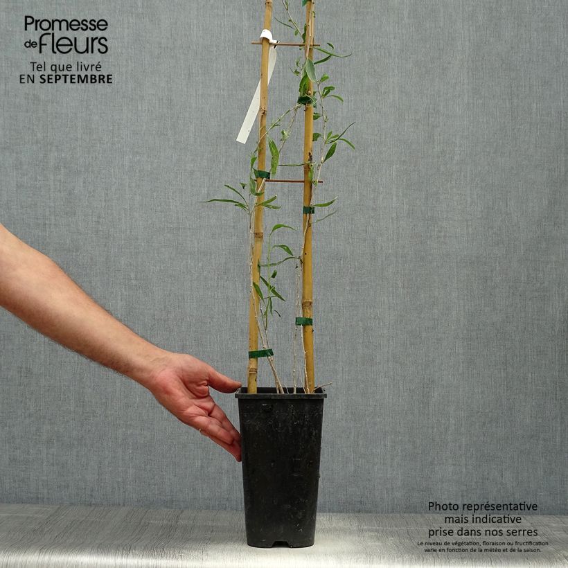 Lycium chinensis - Chinese Goji 2L/3L pot sample as delivered in autumn