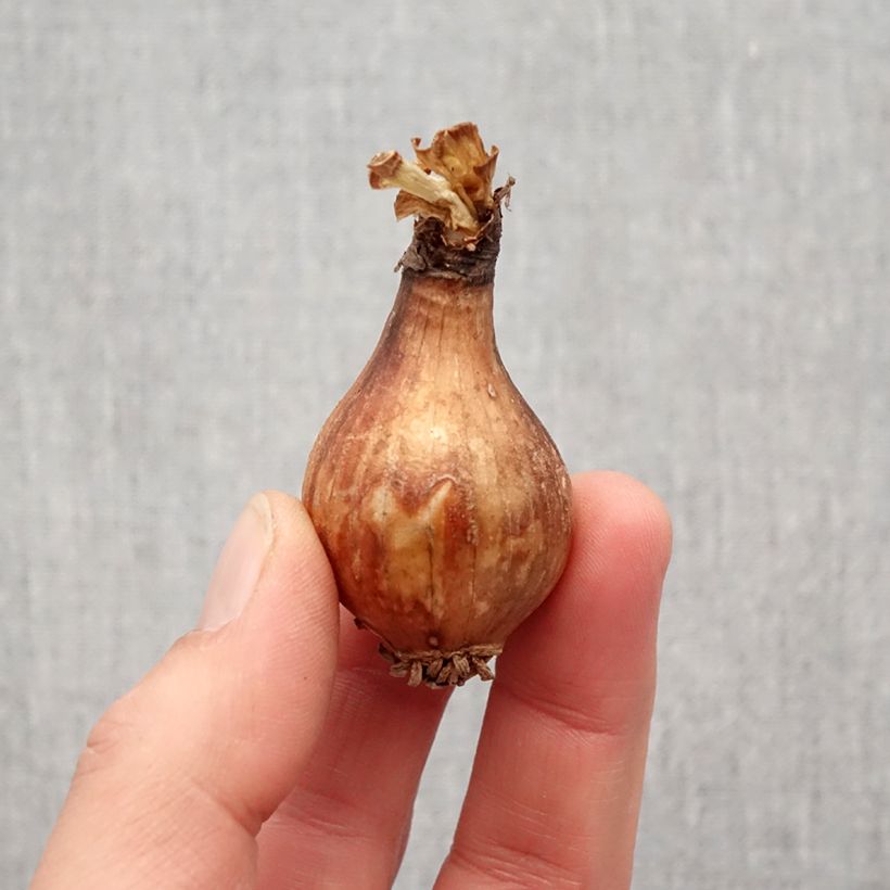 Lycoris radiata - Red Spider Lily Bulb size I sample as delivered in spring