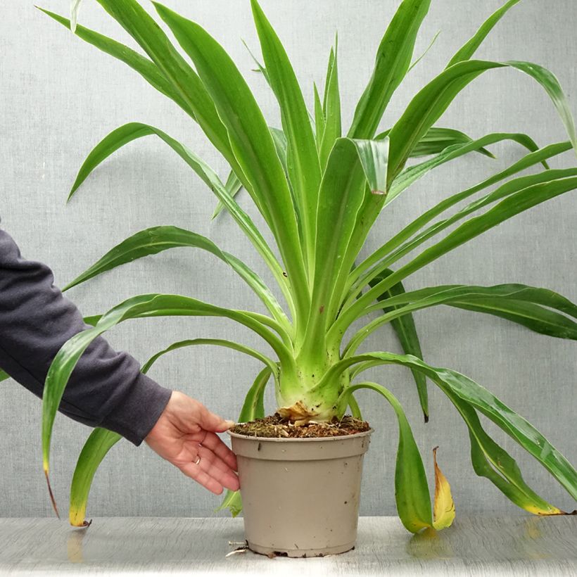 Beschorneria albiflora  3L/4L pot sample as delivered in summer