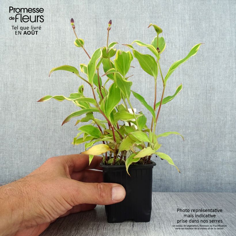 Tricyrtis formosana Autumn Glow - Toad Lily 8/9 cm pot sample as delivered in summer