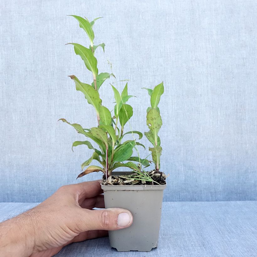 Tricyrtis formosana Dark Beauty - Toad Lily 8/9 cm pot sample as delivered in summer