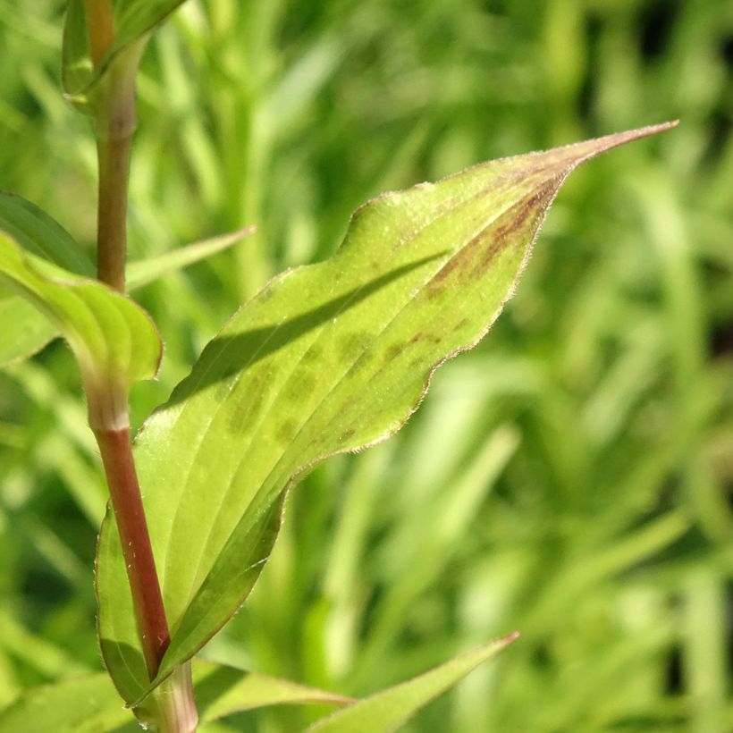 Tricyrtis formosana Dark Beauty - Toad Lily (Foliage)