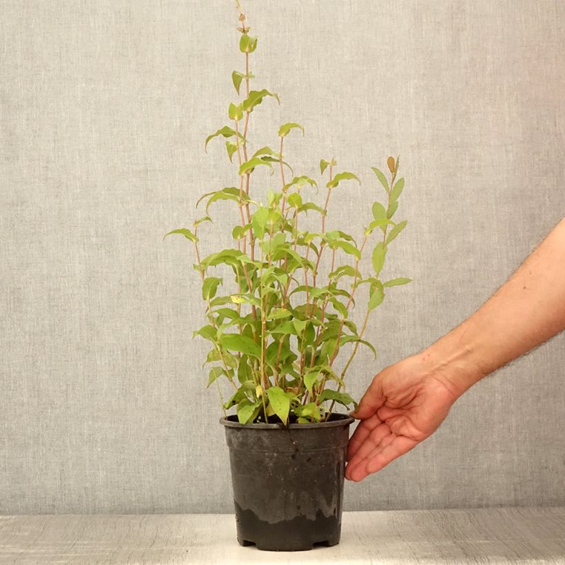 Tricyrtis formosana Dark Beauty - Toad Lily 2L/3L pot sample as delivered in summer